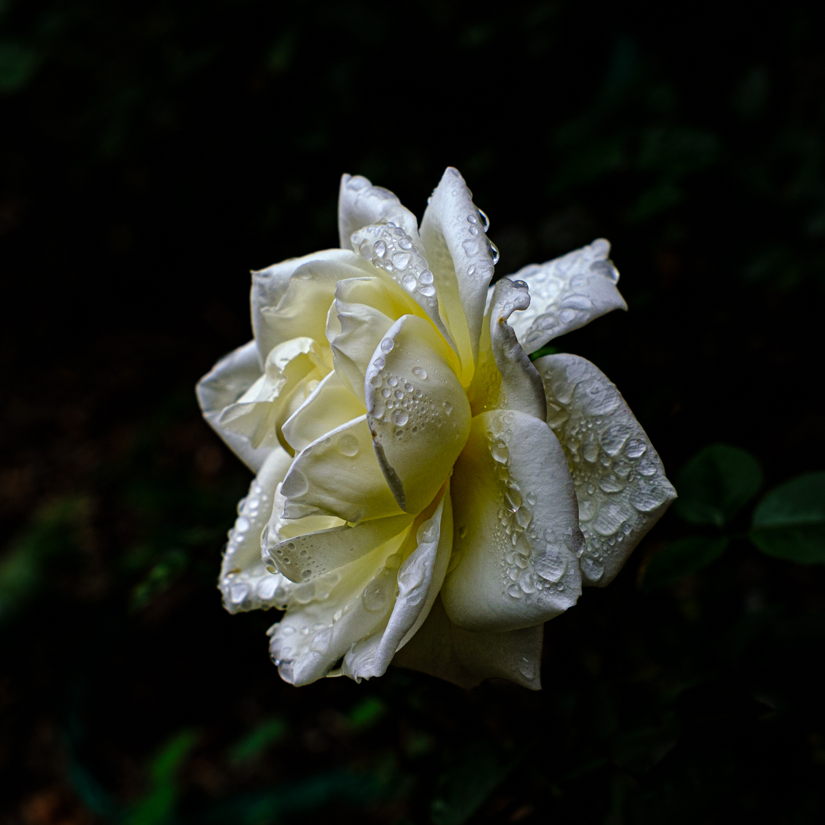 Yellow and White